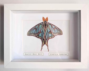 Faux Paper Spanish Moon Moth - Handmade Paper Taxidermy Wall Decor Art