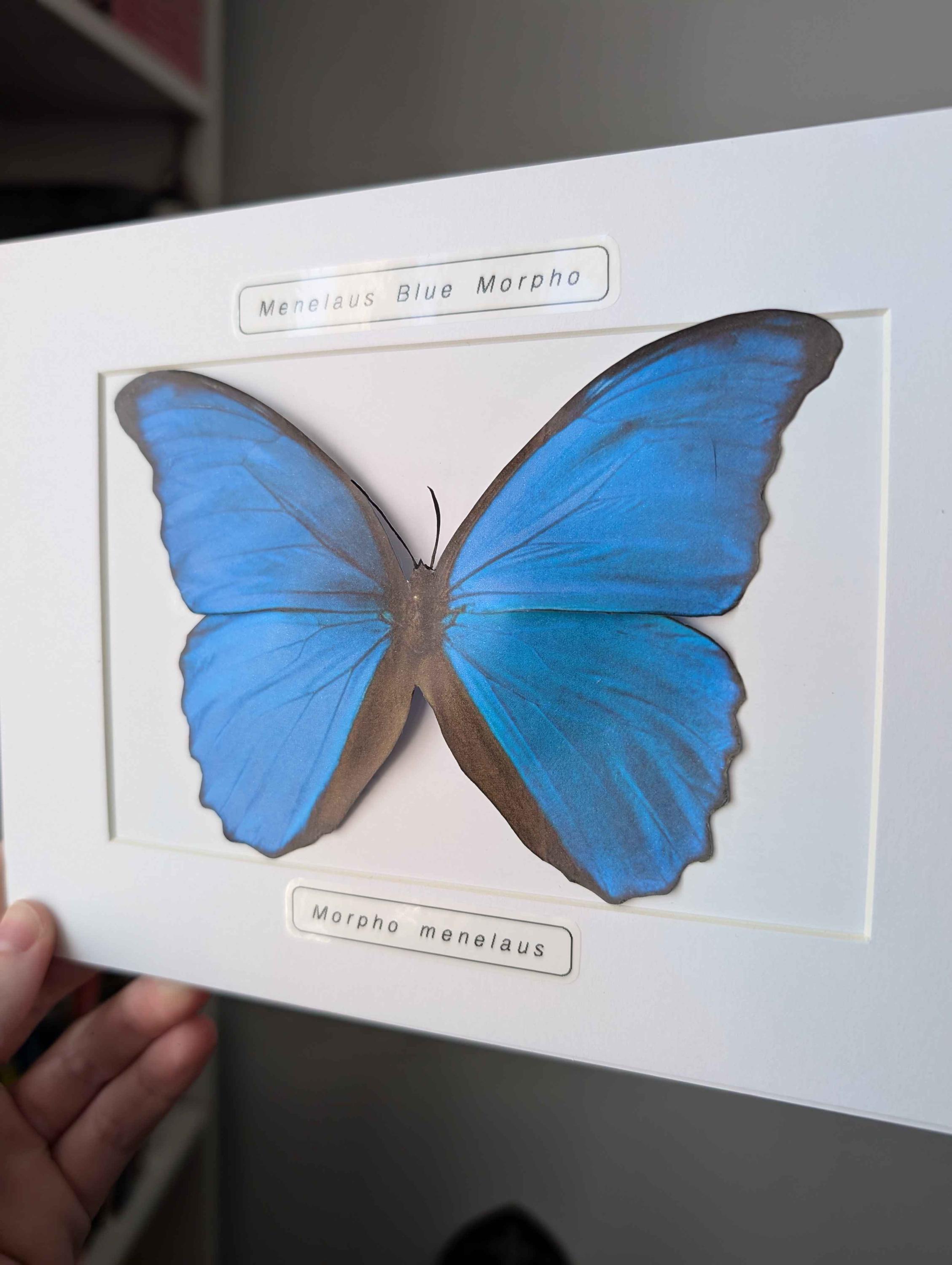 フェイクブルーモルフォ蝶：手作り紙の昆虫剥製ウォールアート - Etsy 日本
