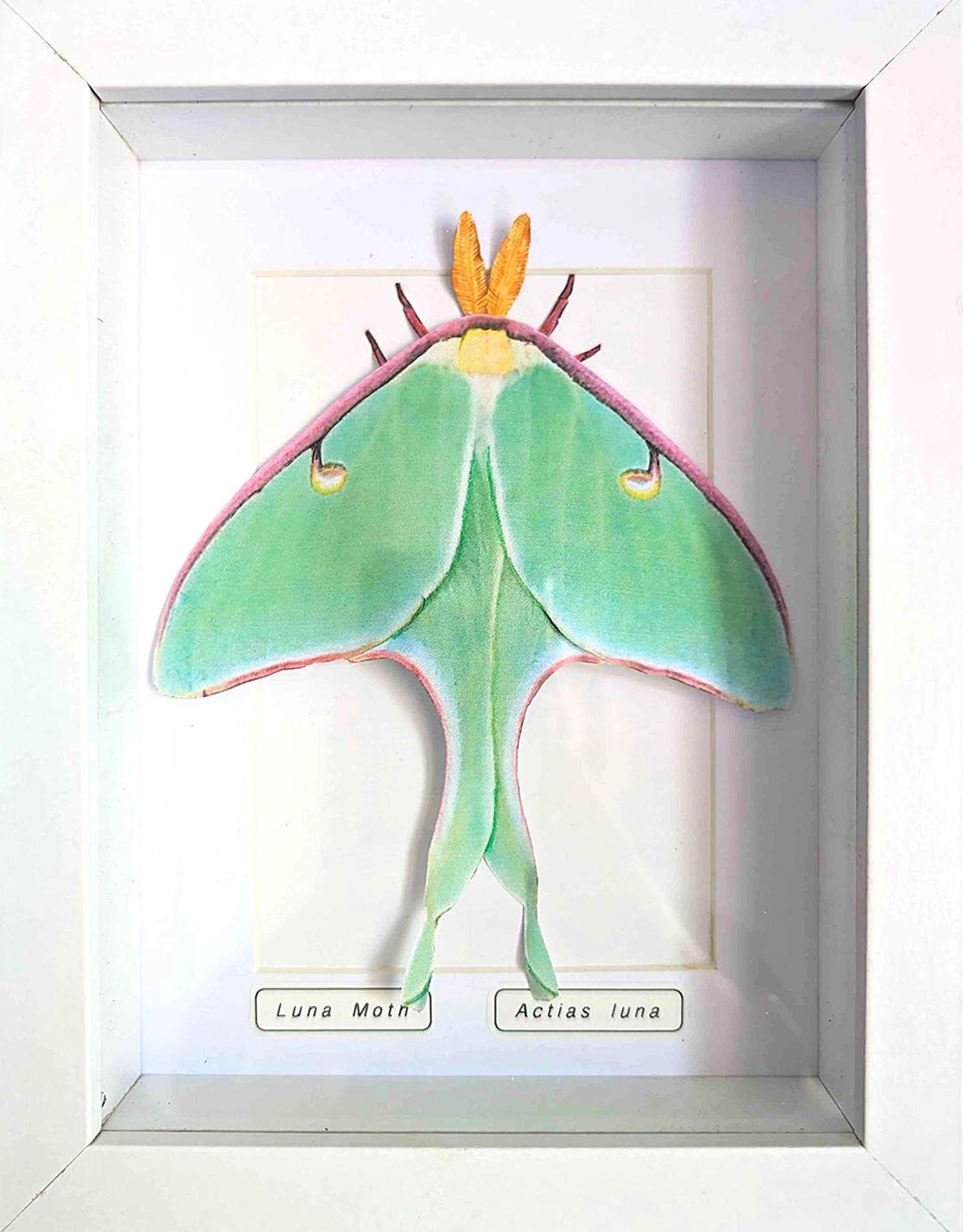 Framed Faux Luna Moth – Handmade Paper Taxidermy Wall Decor Art - Etsy