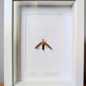 Puede incluir: Una exhibición enmarcada con un espécimen de luciérnaga. El insecto tiene una cabeza de color naranja rojizo, alas marrones y un cuerpo negro. El marco es blanco y el fondo es blanco. Las etiquetas debajo del insecto dicen "Firefly" y "Lampyridae".
