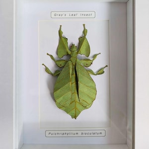 May include: A framed display of a Gray's Leaf Insect, a type of stick insect. The insect is a vivid green, resembling a leaf. The white frame surrounds the insect, which is labelled with its scientific name, Pulchriphyllum bioculatum.