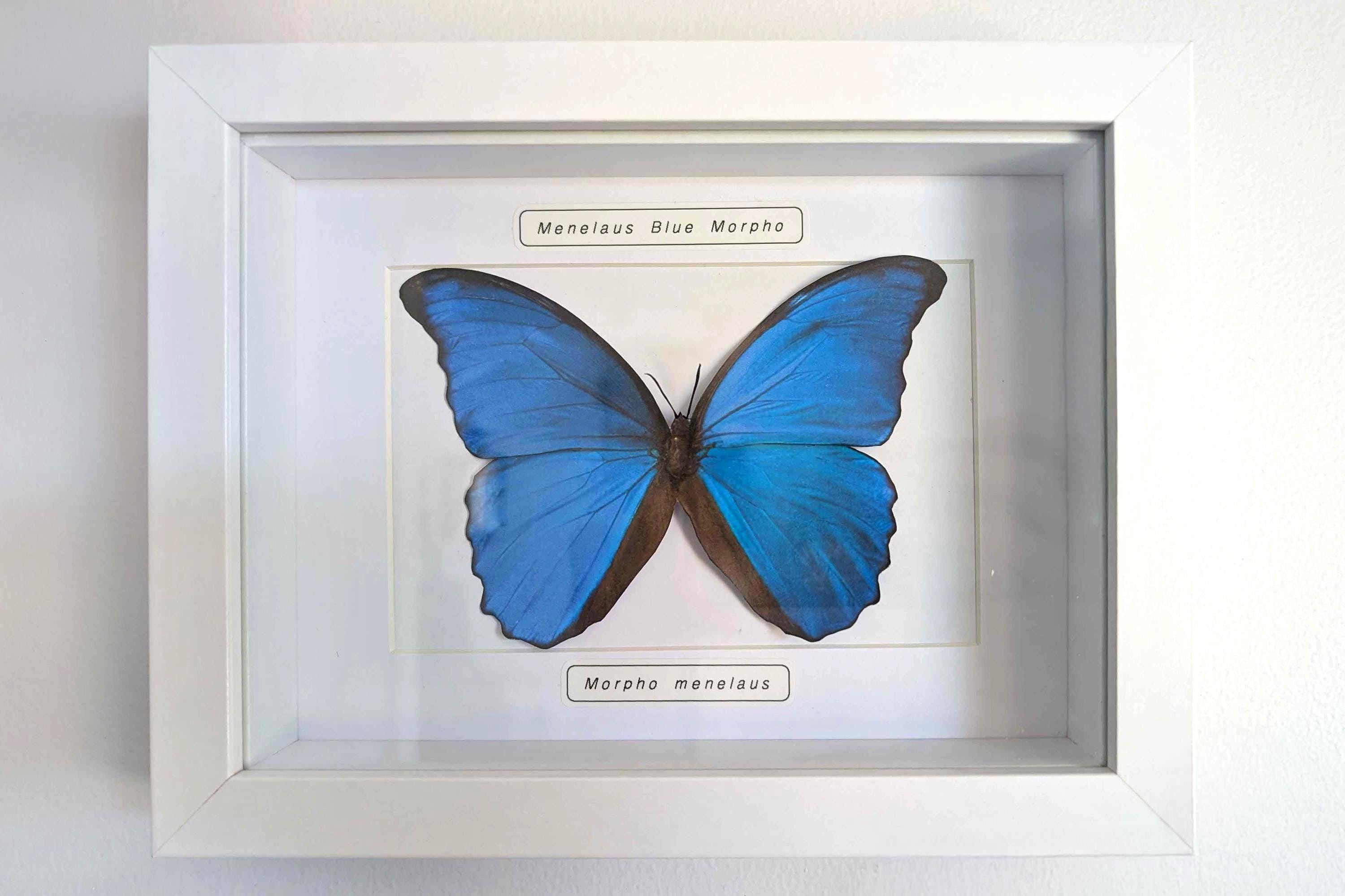 フェイクブルーモルフォ蝶：手作り紙の昆虫剥製ウォールアート - Etsy 日本
