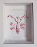 Framed Paper Orchid Mantis – Handmade Insect Taxidermy Wall Art