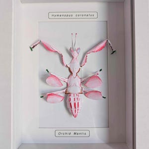 Puede incluir: Una exhibición enmarcada con una Mantis Orquídea, etiquetada como Hymenopus coronatus. El insecto es principalmente blanco con detalles en rosa y rojo, y puntas verdes en las patas. El marco blanco crea una estética limpia y minimalista.