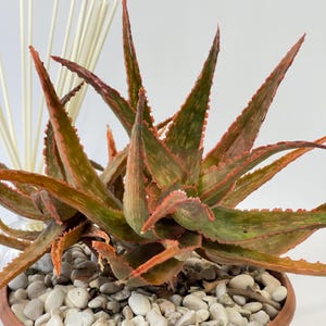 Aloe Christmas