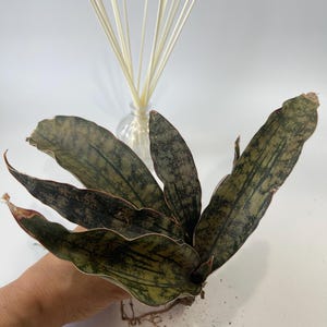 Sansevieria Kirkii Coppertone 9” tall
