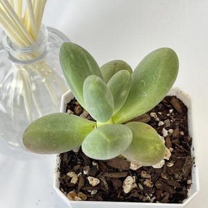 Pachyphytum Captain Jessop