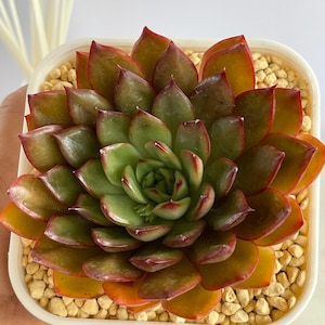 Echeveria Bonne Red