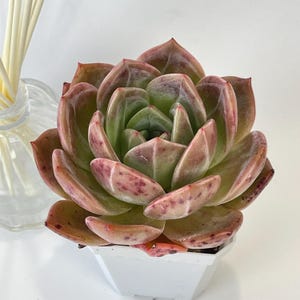 Echeveria Pink Champagne