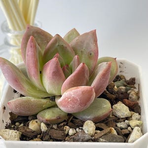 Echeveria Champagne Rosette - Korean Succulent
