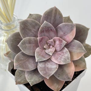 Graptopetalum Superbum Variegated