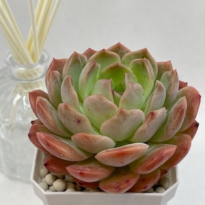 Echeveria Happiness-Korean-