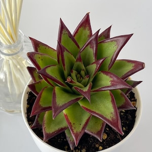 Echeveria Agavoides Lipstick