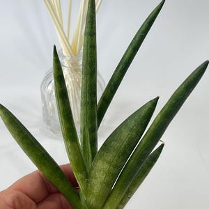 Sansevieria Cylindrica- Starfish