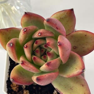 Echeveria Agavoides Scarlet
