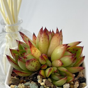 Echeveria Agavoides Christmas Cluster