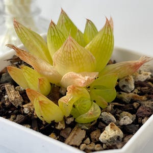 Haworthia Cymbiformis Small Cluster