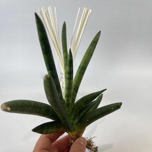 Sansevieria Cylindrica -Starfish 10” Tall