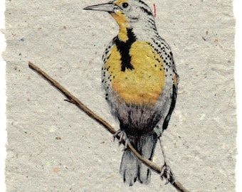Meadowlark on Handmade Paper