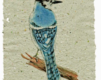 Blue Jay on Handmade Paper
