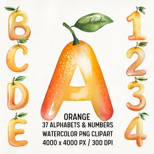 Conjunto de imágenes prediseñadas PNG de letras del alfabeto naranja en acuarela, fuente de frutas cítricas, alfabeto de verano, letra de verano, alfabeto cítrico