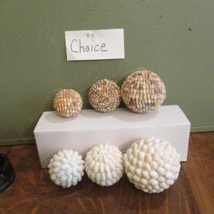 May include: A collection of decorative spheres, some made of seashells and others with a white, textured appearance. The spheres are arranged on a white block and a wooden surface. A sign that says "Choice" is visible.