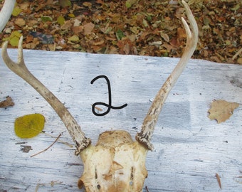 Deer Antler and Skull Real White Tail Display or Supplies