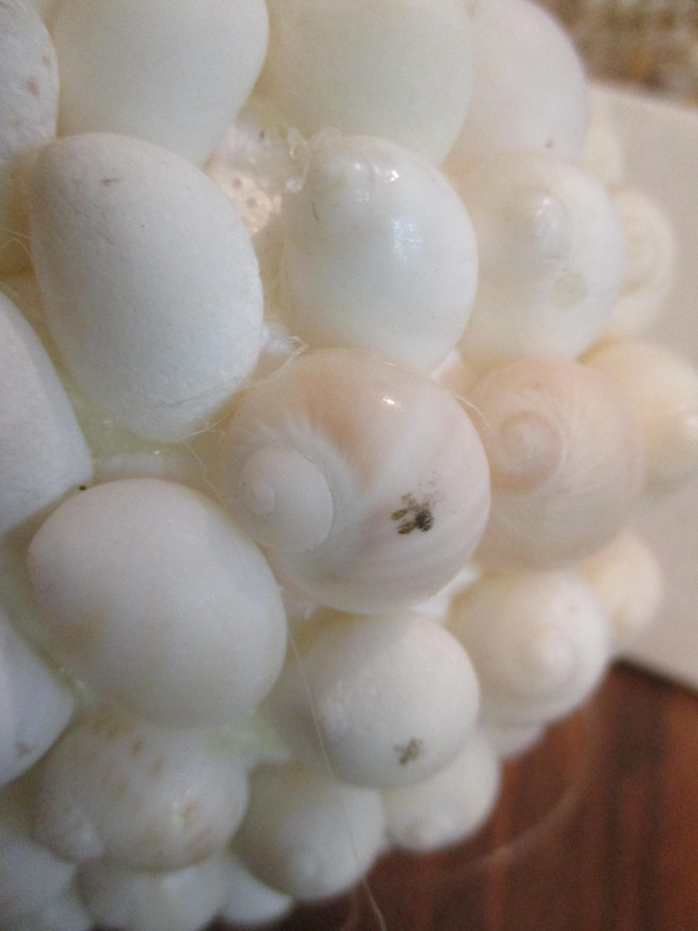Shell Balls Sea Shells Ball Hanging Beach Decor Vintage CHOICE Set of 3 - Etsy
