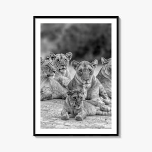 Fine Art Lion Print | Black & White Photography Poster | Wild Animal Wall Art Decor for Home or Office