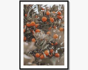 Orange Tree Fine Art Photo Print, Wall Decor, Fruit Botanical, Nature, Summer, Agriculture