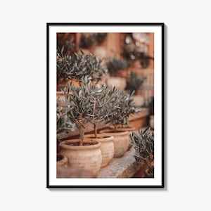 Olive Trees in Clay Pots Fine Art Photo Print, Mediterranean Decor, Nature Wall Art