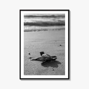 Impresión fotográfica artística en blanco y negro de una cría de tortuga marina, Coastal Nursery