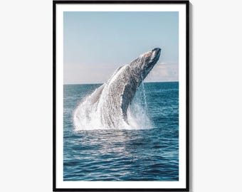 Breaching Humpback Whale Fine Art Photo Print, Australia Wall Decor