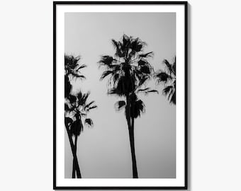 Palm Trees Black and White Fine Art Photo Print, Venice Beach Los Angeles California