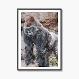 Silberrücken-Gorilla Fine Art Photo Print, Tiefland, Kamerun, Zentralafrikanische Republik, Wand-Dekor