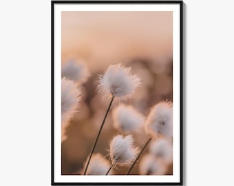 Stampa fotografica artistica di erba cotone, poster di palude all'ora d'oro, decorazione murale botanica macro