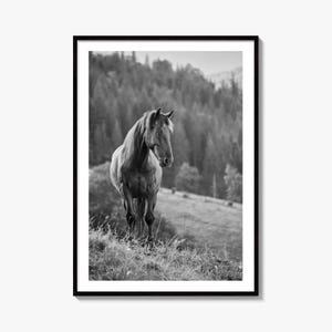 Horse Black and White Fine Art Photo Print, Carpathian Mountains, Fog, Equine Wall Decor image 1