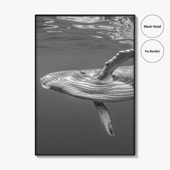 Humpback Whale Black and White Fine Art Photo Print, Ocean Decor