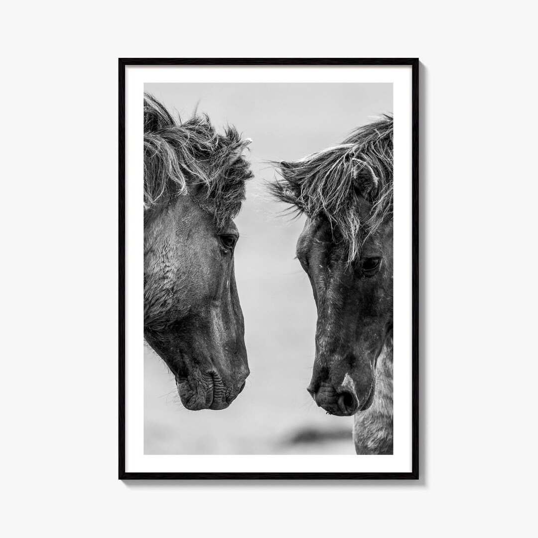 Wild Horses Black and White Fine Art Photo Print, Oostvaardersplassen ...