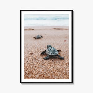 Kunstdruck: Meeresschildkröten-Jungtier, Poster aus Bahia, Brasilien, Wanddekoration mit Unechter Karettschildkröte