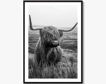 Highland Cow Black and White Fine Art Photo Print, Wall Decor, Scotland