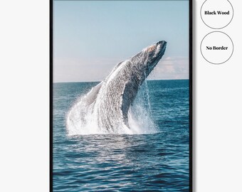 Humpback Whale 額入りポスター Humpback Whale 額入りポスター Humpback whale | Framed poster