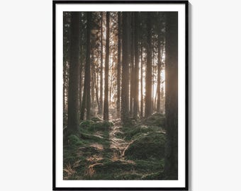 Sunlit Forest Fine Art Photo Print, Mossy Spruce Poster, Woodland Nature Wall Decor
