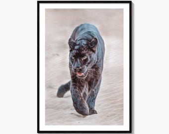 Svart panter konstfototryck, väggdekor, katt, stor katt, leopardporträtt