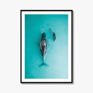 Fine Art Whale Print, Color Photography Poster, Nautical Home Decor, Marine Life Wall Art, Ocean Lover Gift