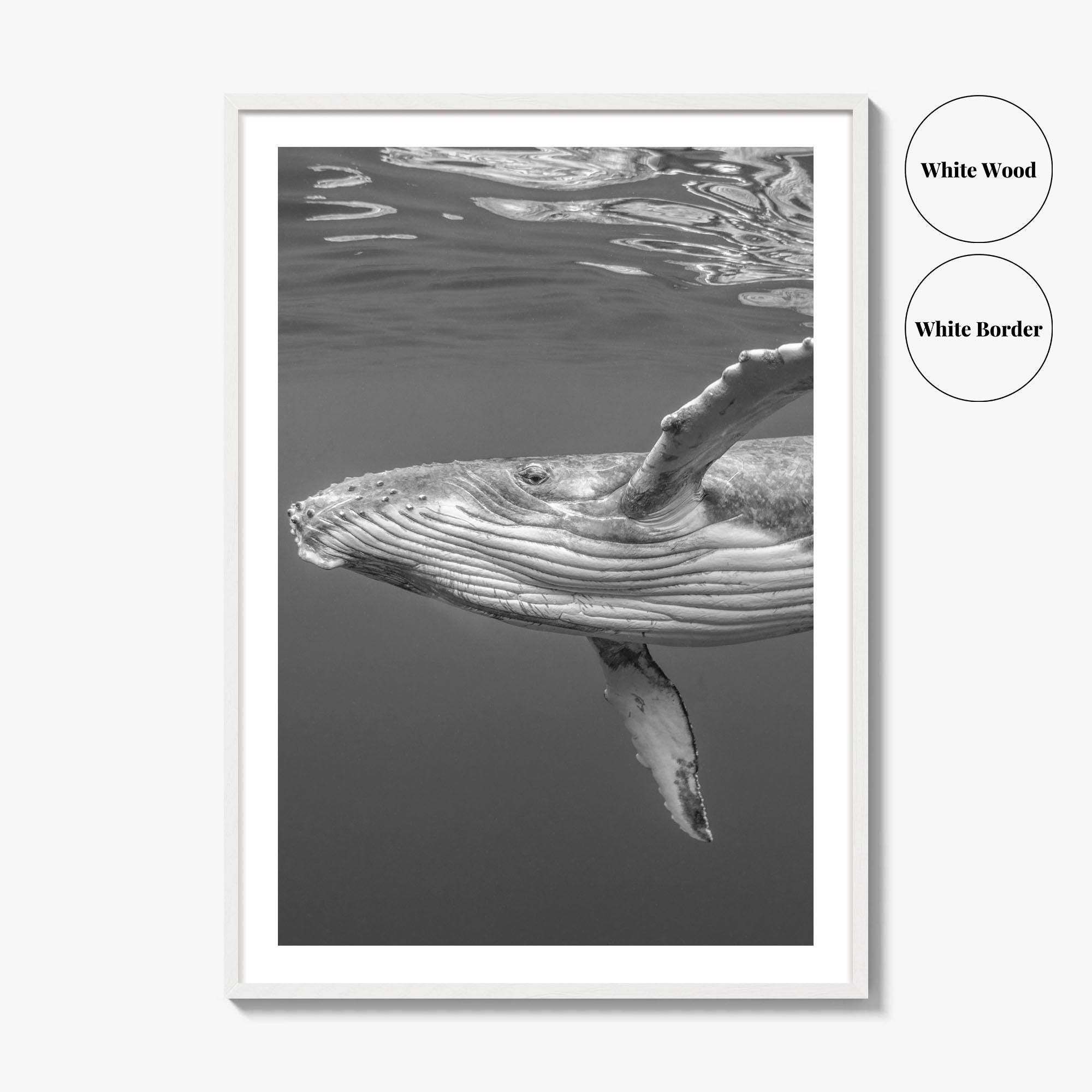 Humpback Whale Black and White Fine Art Photo Print, Ocean Decor