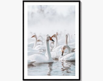 Swan Lake Fine Art Photo Print, White Swans, Winter Animal Portrait Wall Decor