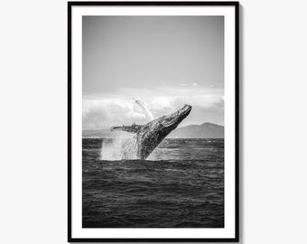 Humpback Whale Black and White Fine Art Photo Print, Whitsundays Australia, Wall Decor, Ocean