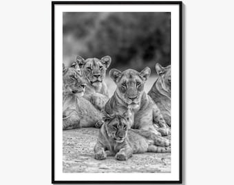 Lion Pride Black and White Fine Art Photo Print, Botswana, Family, Cubs, Wall Decor