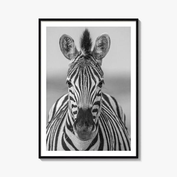 Zebra Portrait Black and White Fine Art Photo Print, South Africa Poster Wall Decor